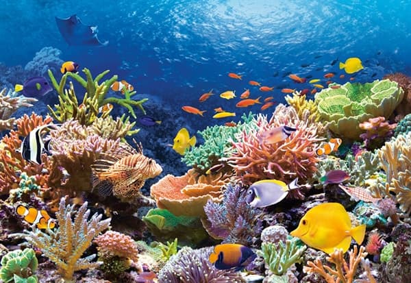 Coral Reef
