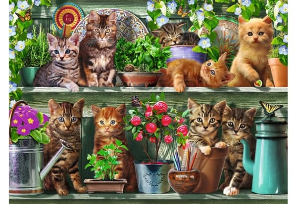 Cats on the Shelf