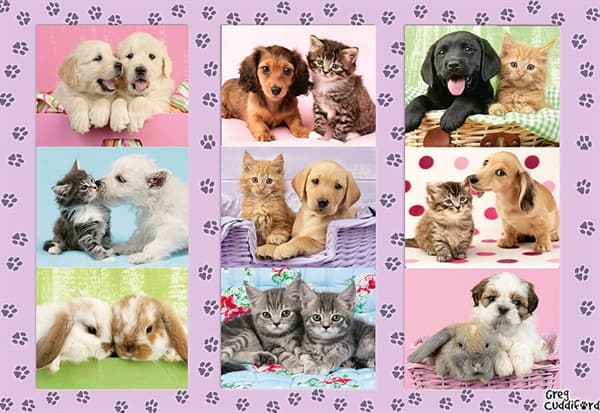 My Animal Friends